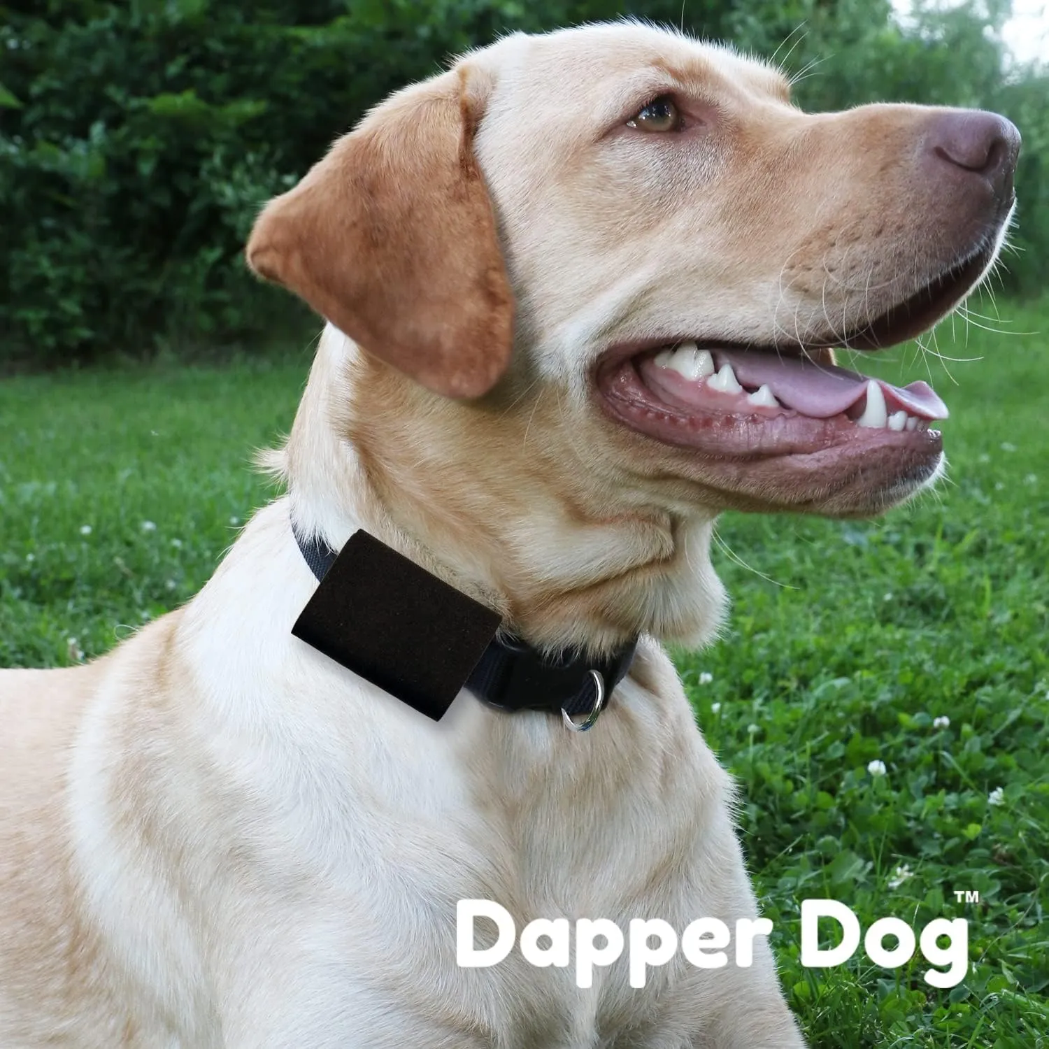 Dapper Dog Pet Tag Silencer and AirTag Holder (Black)