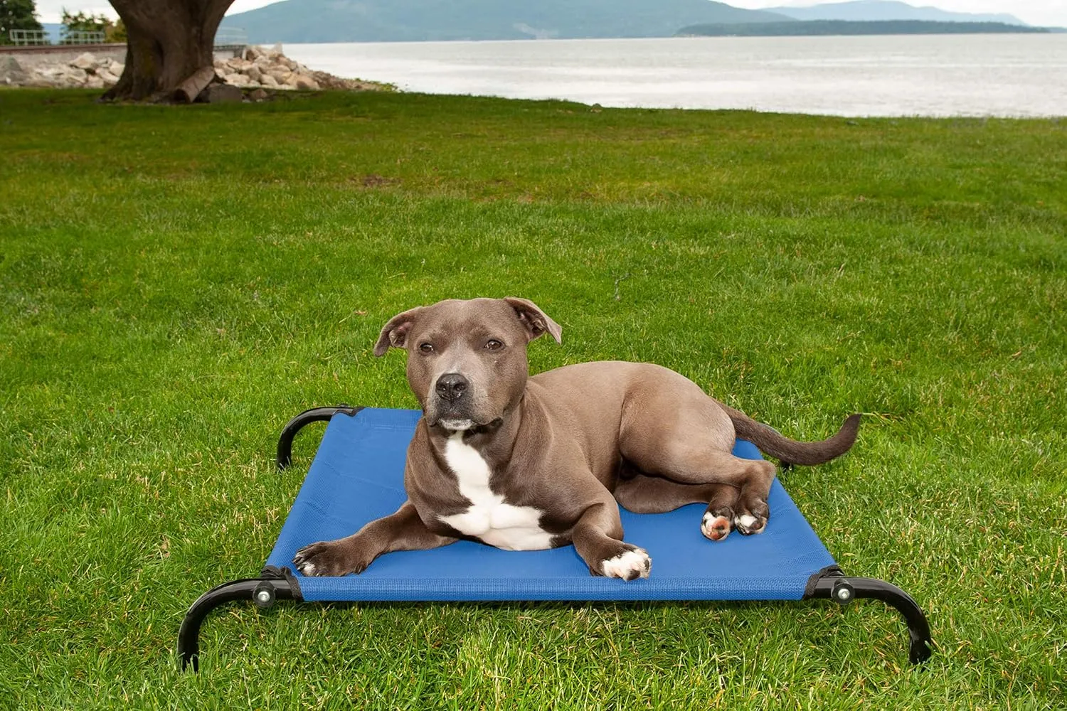 Furhaven Elevated Dog Bed for Small Dogs, Perfect for Indoor & Outdoor Use w/ High Airflow Cooling - Reinforced Cot Bed - Deep Blue, Small