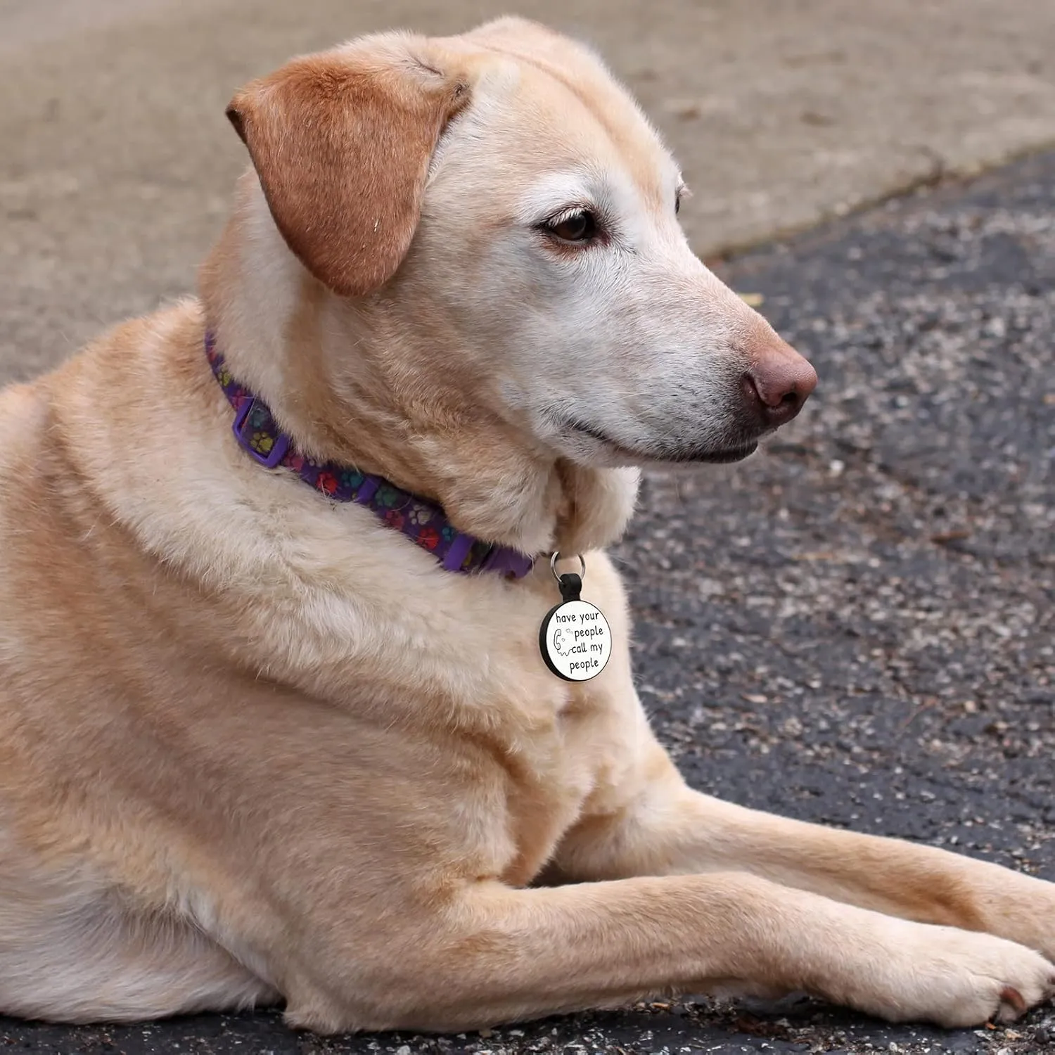 MYLUCKYTAG QR Code Silicone Dog Cat Tag with Online Pet Profile, Location Alert, Quiet & Durable
